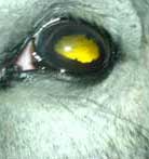Early stage Uveitis