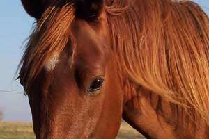Gastric Ulcers Horse Herbs Health